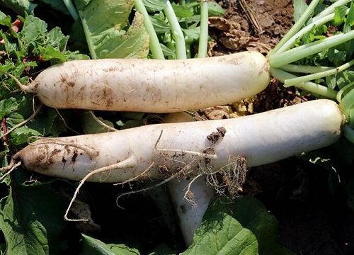 萝卜高产品种一亩2万斤