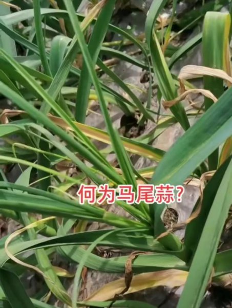 马尾蒜是什么样子