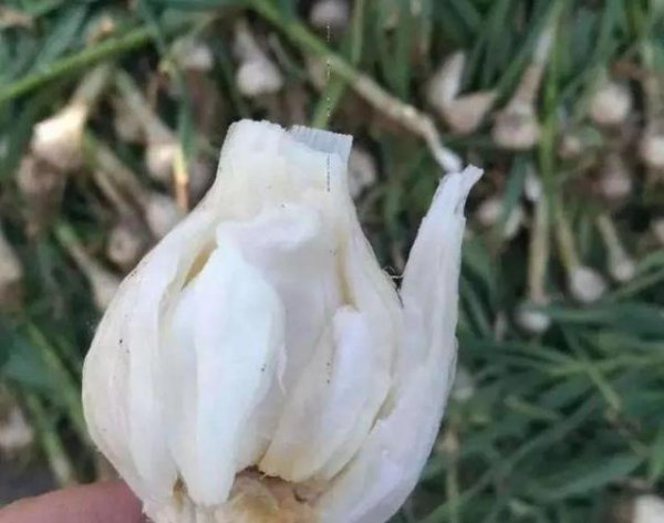 马尾蒜是什么样子