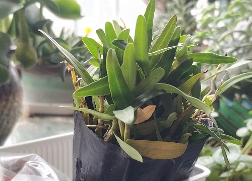 铁皮石斛怎么分盆容易成活