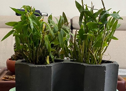 铁皮石斛怎么分盆容易成活