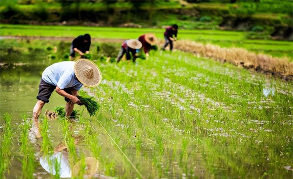 种粮补贴一亩地多少钱