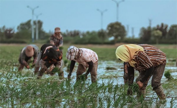 种粮补贴一亩地多少钱