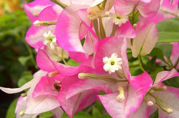 最漂亮的三角梅有哪几个品种