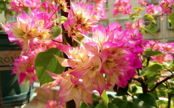 最漂亮的三角梅有哪几个品种