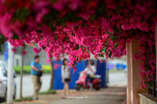 最漂亮的三角梅有哪几个品种