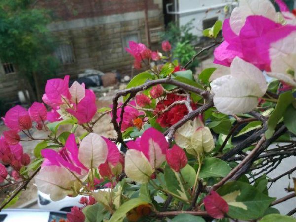 最漂亮的三角梅有哪几个品种