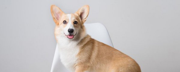 柴犬和中华田园犬的区别