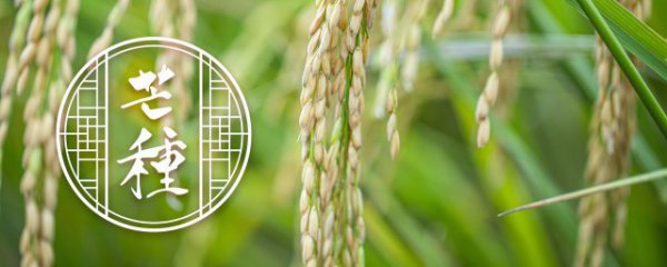 稻谷种子要泡几天才能发芽