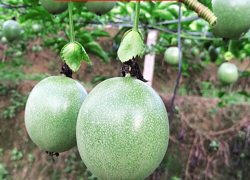 石硫合剂有毒吗