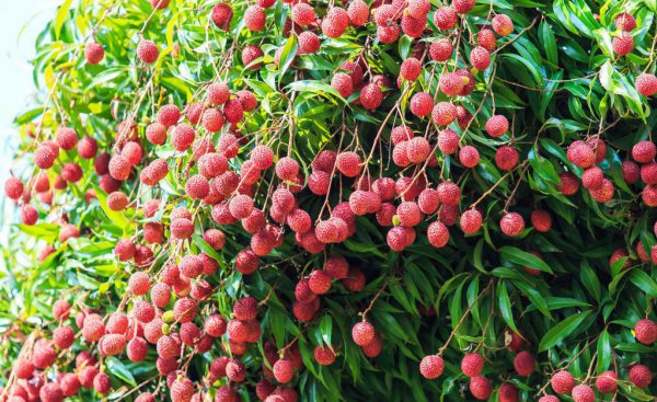 荔枝需要泡水里吗