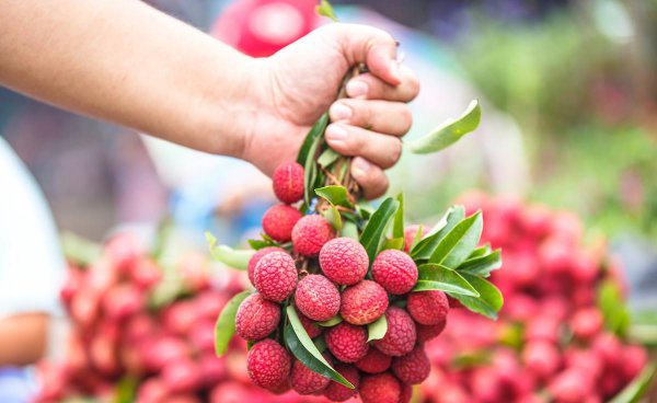 荔枝需要泡水里吗