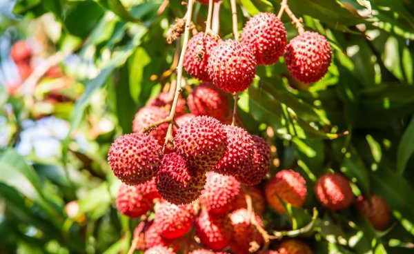 荔枝需要泡水里吗