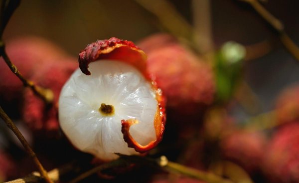 荔枝需要泡水里吗