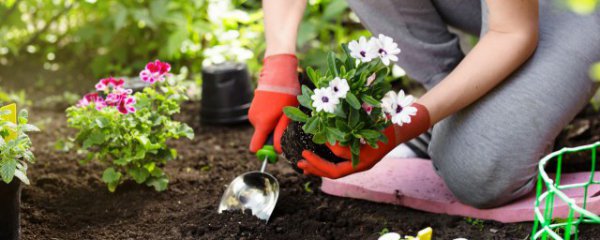 东北盆栽适合养什么花卉