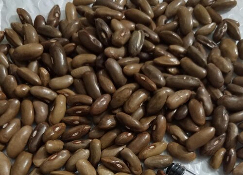 芸豆亩产量多少斤