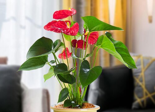 红掌如何养护花红叶绿生长旺盛