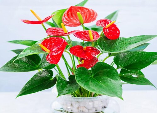 红掌如何养护花红叶绿生长旺盛