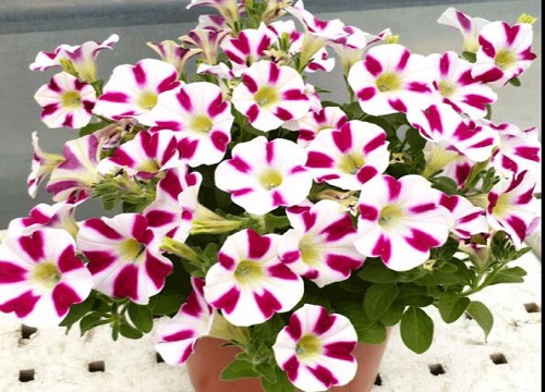 好看的花有哪些品种