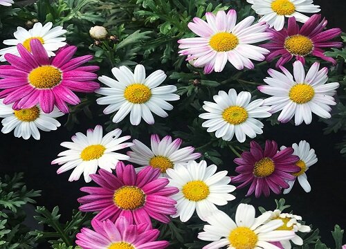 好看的花有哪些品种