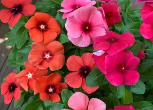 好看的花有哪些品种