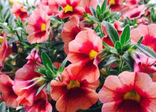 好看的花有哪些品种