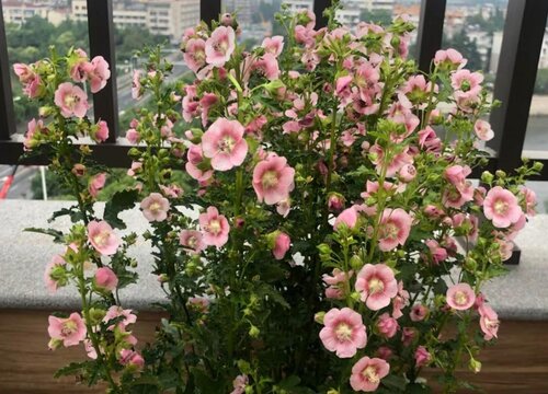 好看的花有哪些品种