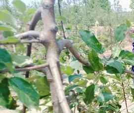 苹果树拉枝的作用