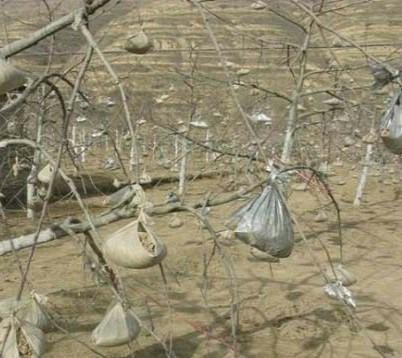 苹果树拉枝的作用