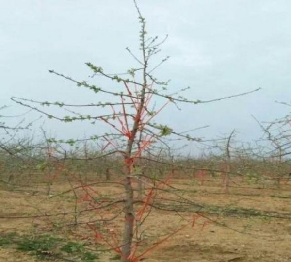 苹果树拉枝的作用