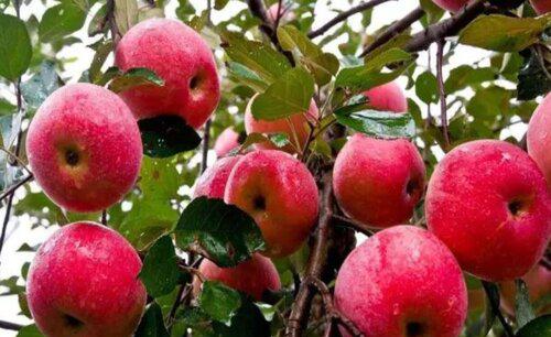 苹果树拉枝的作用