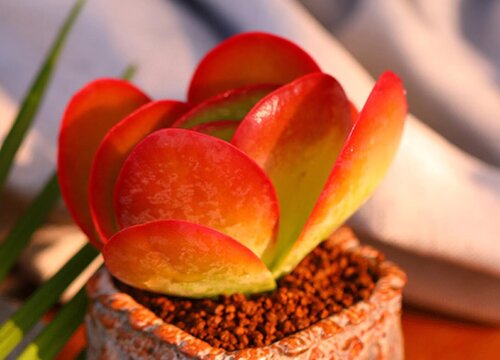 唐印冻伤还有救吗