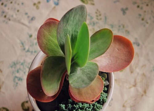 唐印冻伤还有救吗