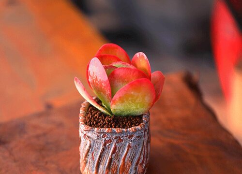 唐印冻伤还有救吗