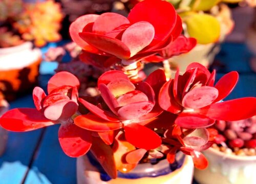 唐印冻伤还有救吗