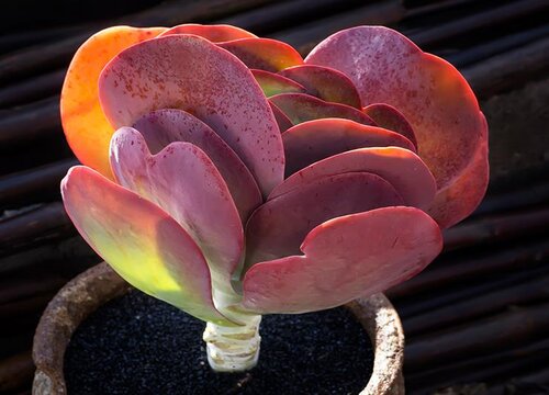 唐印冻伤还有救吗