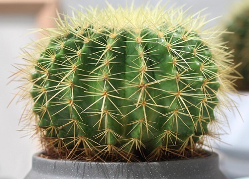 仙人球如何养护一年开5次花