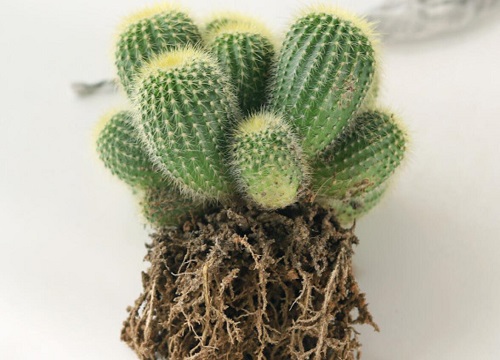 仙人球如何养护一年开5次花