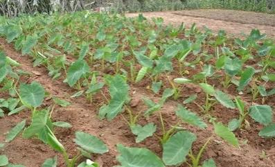 芋头什么时候施肥能高产量