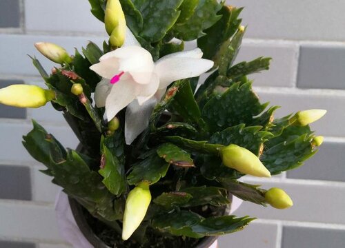 夏季蟹爪兰如何养护花期到来开花数量多