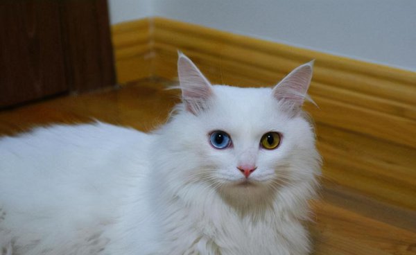 中国本土猫有哪些品种