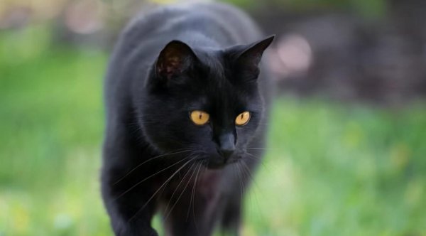 中国本土猫有哪些品种