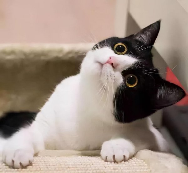 中国本土猫有哪些品种