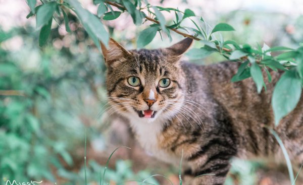 中国本土猫有哪些品种