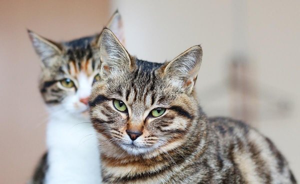 中国本土猫有哪些品种