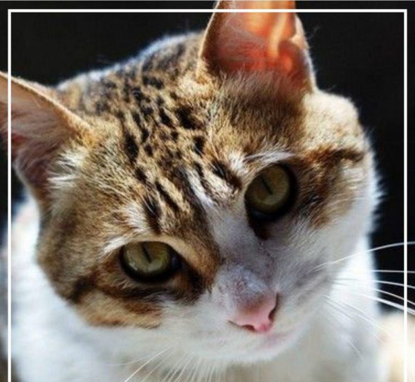 中国本土猫有哪些品种