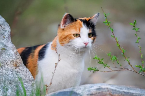 中国本土猫有哪些品种