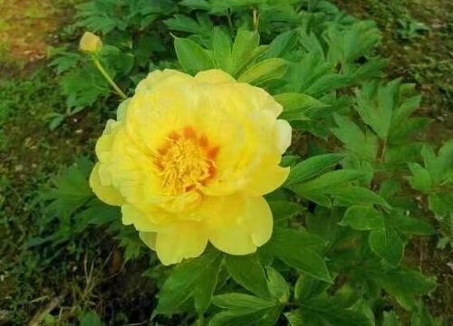 芍药适合种在什么地方