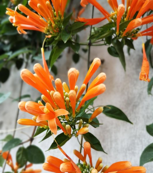 鼓浪屿的面积有多大