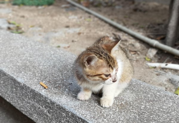 鼓浪屿的面积有多大